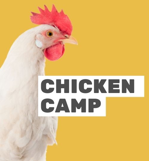 Chicken Camp_Animal Yes_foto-galleria_k